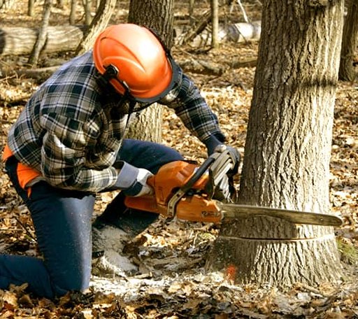 Tree Removal in Barton, VT